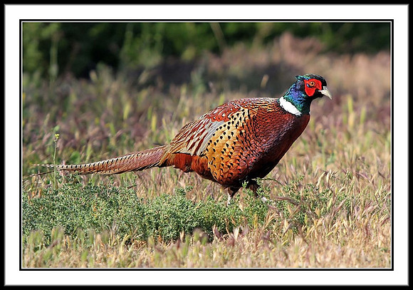 Ring-necked Pheasant