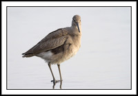 Willet