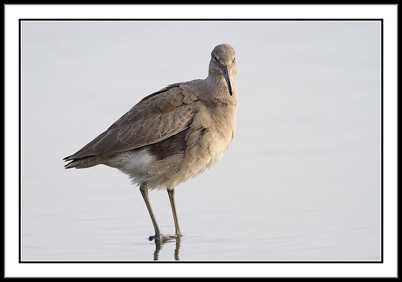 Willet