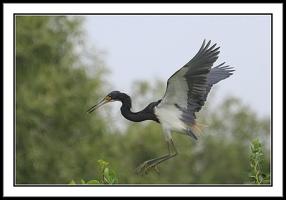 Tri-colored Heron