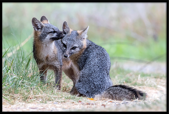 Grey Fox