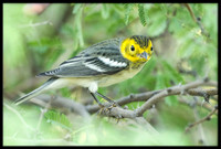 Hermit Warbler