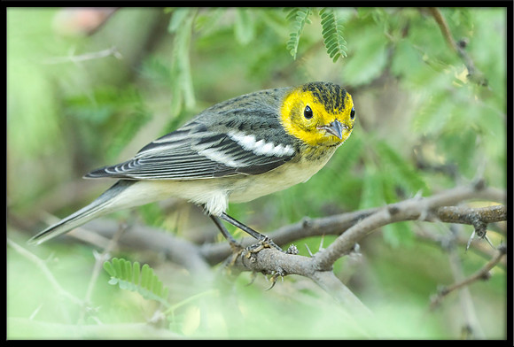 Hermit Warbler