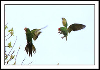 Wild Parrots in Temple City, CA