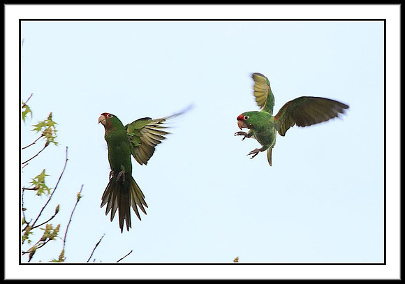 Wild Parrots in Temple City, CA
