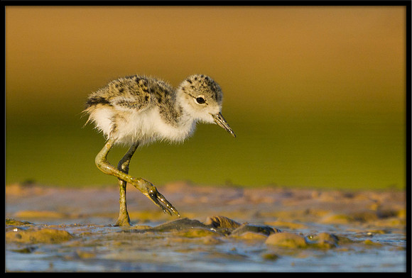Black-necked Stilt chick