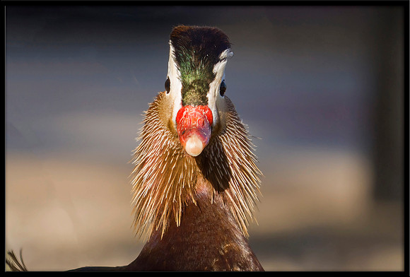 Mandarin Duck