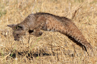 Bobcat