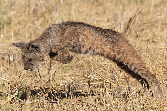Bobcat