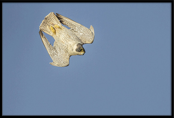 Peregrine Falcon Stooping