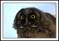 Long-eared Owl juvenile