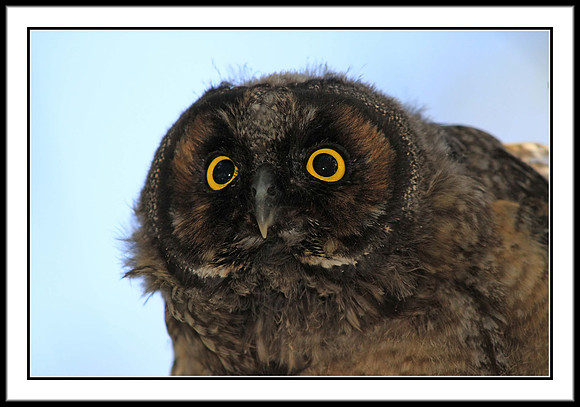 Long-eared Owl juvenile