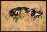 Golden Eagle