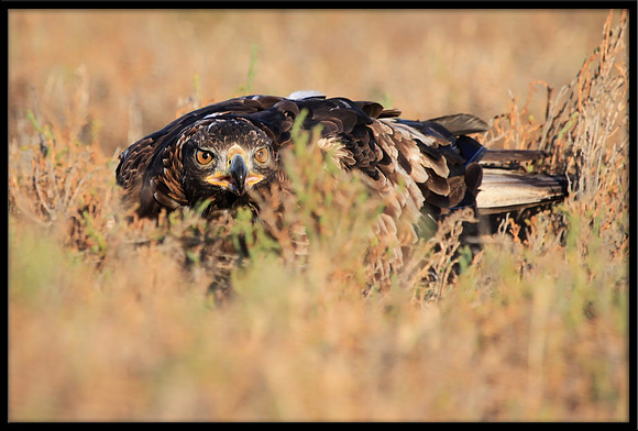 Golden Eagle