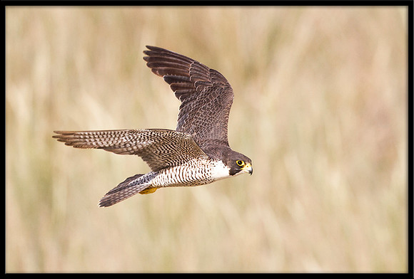 Peregrine Falcon