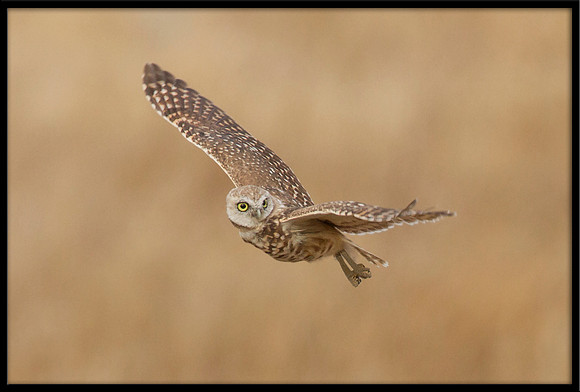 Burrowing Owl