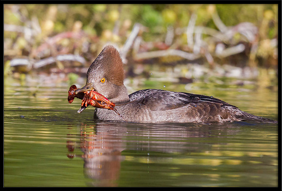 Hooded Merganser (f) with crayfish