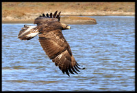 Golden Eagle