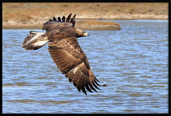 Golden Eagle