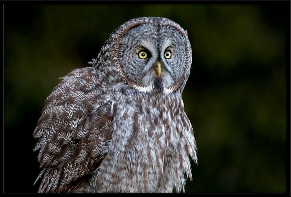 Great Grey Owl