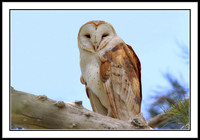 Barn Owl