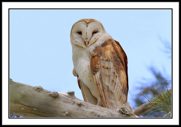 Barn Owl