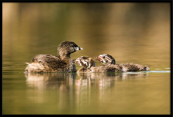 Pied-billed Grebe And Chicks