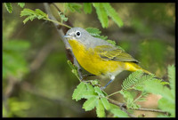 Nashville Warbler