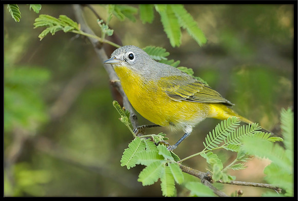 Nashville Warbler