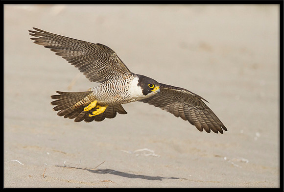 Peregrine Falcon