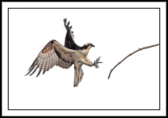 Osprey