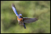 Western Bluebird