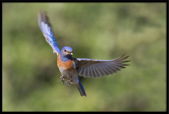 Western Bluebird