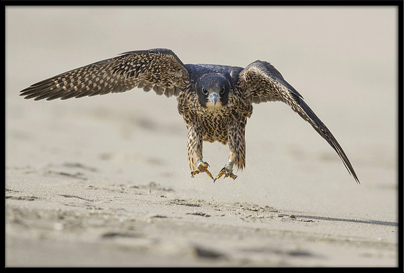 Peregrine Falcon chick