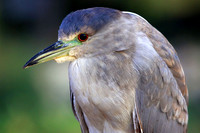 Black-crowned Night Heron - subadult
