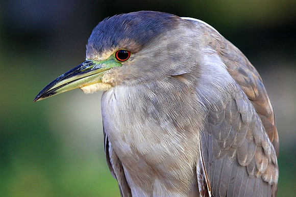Black-crowned Night Heron - subadult