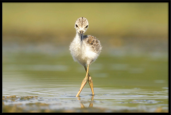 Black-necked Stilt chick