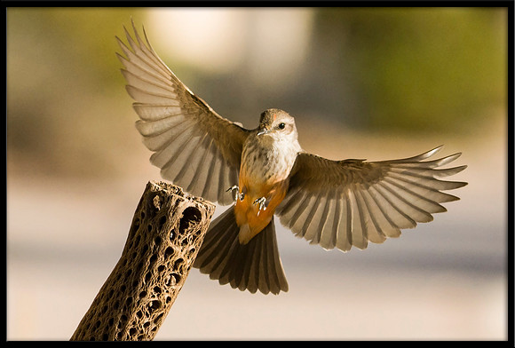 Vermilion Flycatcher