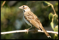 Clay-colored Sparrow