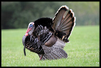 Wild Turkey