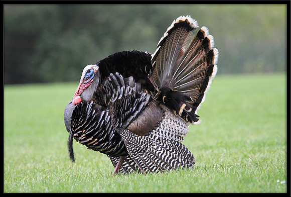 Wild Turkey