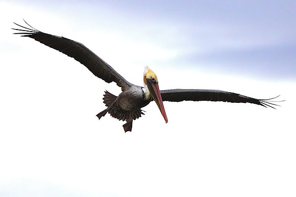 Brown Pelican
