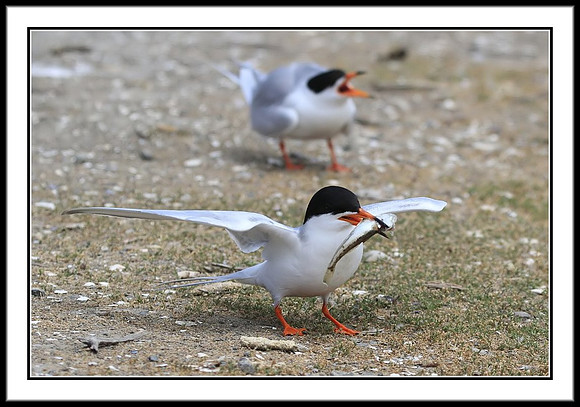 Tern Food Exchange Mating Ritual