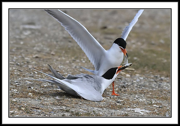 Tern Food Exchange Mating Ritual