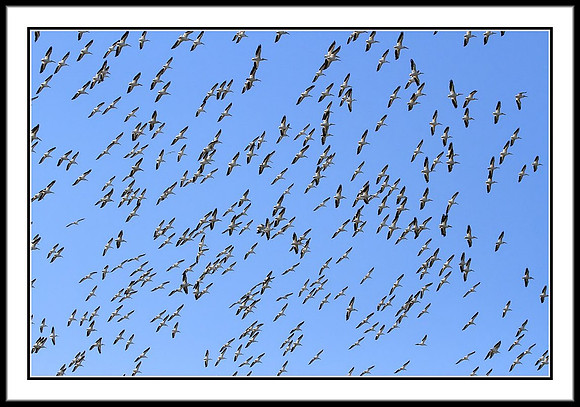 Pelican Swarm