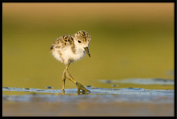 Black-necked Stilt chick