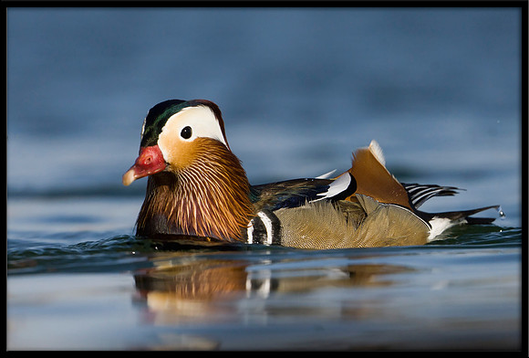 Mandarin Duck