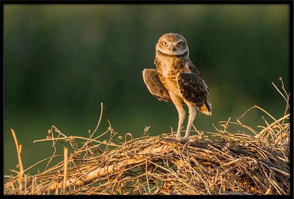Burrowing Owlet