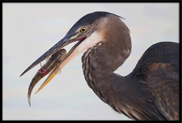 Great Blue Heron