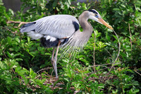 Great Blue Heron building nest